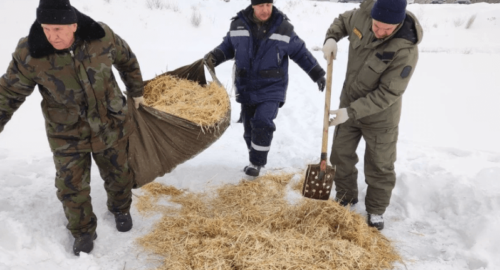 Правительство Оренбургской области начало кампанию по спасению рыбы от удушья