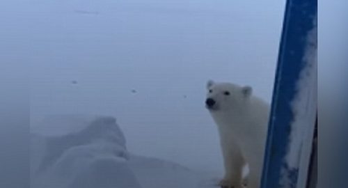 На Ямале у жителей погостил белый медвежонок