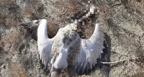 Очередная волна гибели птиц зафиксирована в Ставропольском крае