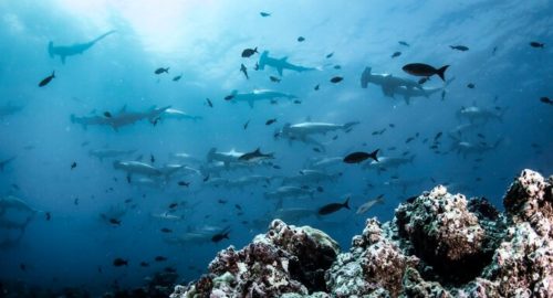 Ученые установили, что Anomalocaris умел быстро плавать и охотился на мягкую добычу