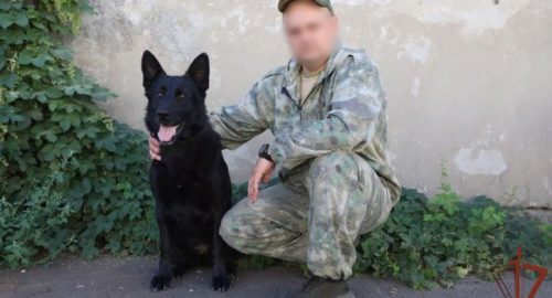 Ветеринары Росгвардии спасли раненую служебную собаку в ЛНР