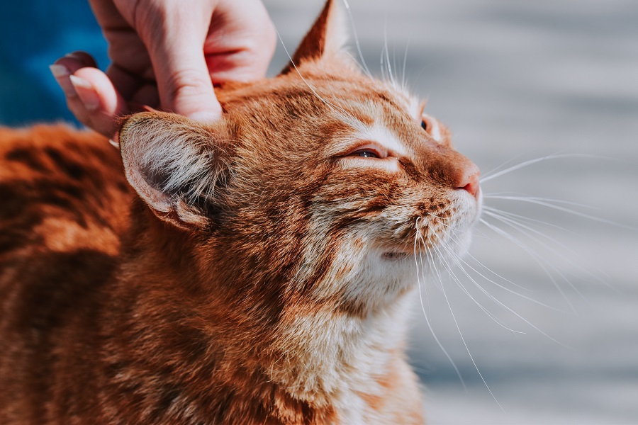 Ученые изучили влияние кошек на окружающую среду