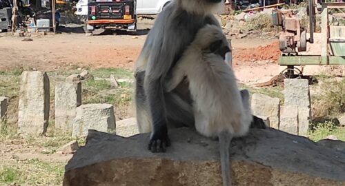 Primates: японские макаки седлают пятнистых оленей в рамках социального общения