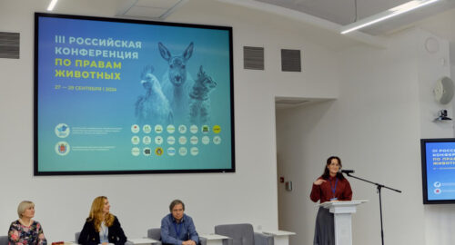 Санкт-Петербург отклонил законопроект об эвтаназии бездомных животных