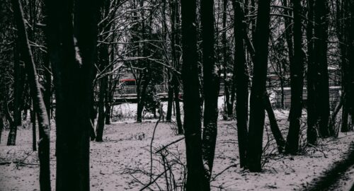Дуб «Пращур» и двухвековая сосна из Саратова стали памятниками природы