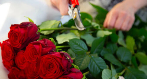Новый сорт российской кустовой розы назвали в честь горного курорта Сочи