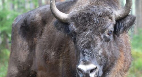 В Испании 500-килограмовый бык по кличке Бесконечный напал на зрителей