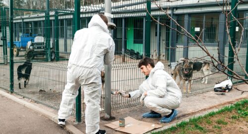 Российские ветклиники столкнулись с дефицитом вакцин для домашних животных