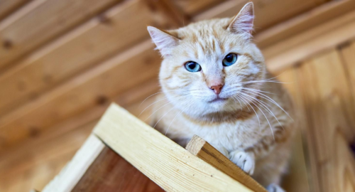 Кот Хатико, семь лет живший на могиле хозяина, умер в ветклинике