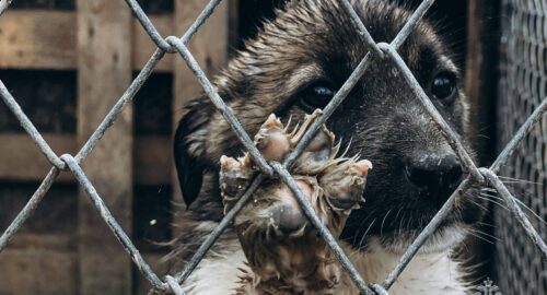 В Хабаровском крае ввели эвтаназию для бездомных животных