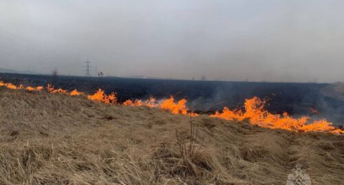 В Забайкалье площадь лесных пожаров за сутки увеличилась на 117,7 тыс. га