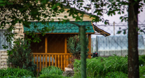 В Сочи впервые за 14 лет расцвело редкое растение катальпы Фаржа